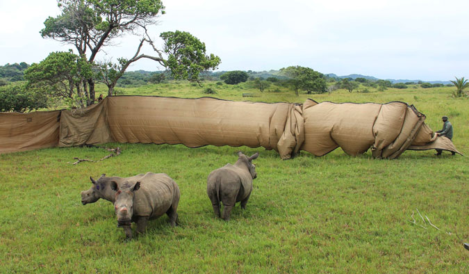 rhino orphans iSimangaliso Wetland Park