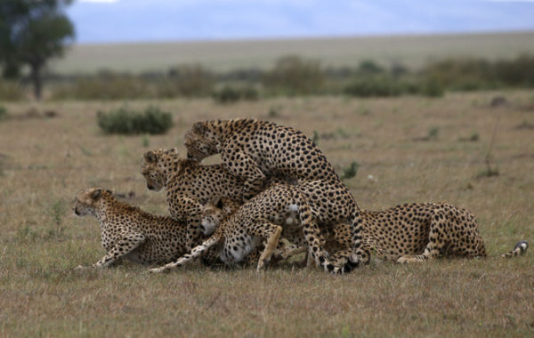 Unique Sighting Cheetahs In Group Mating Frenzy Africa Geographic