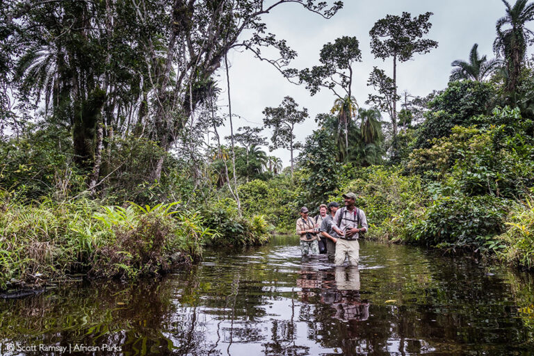 Odzala Kokoua National Park Biodiversity Bonanza Africa Geographic