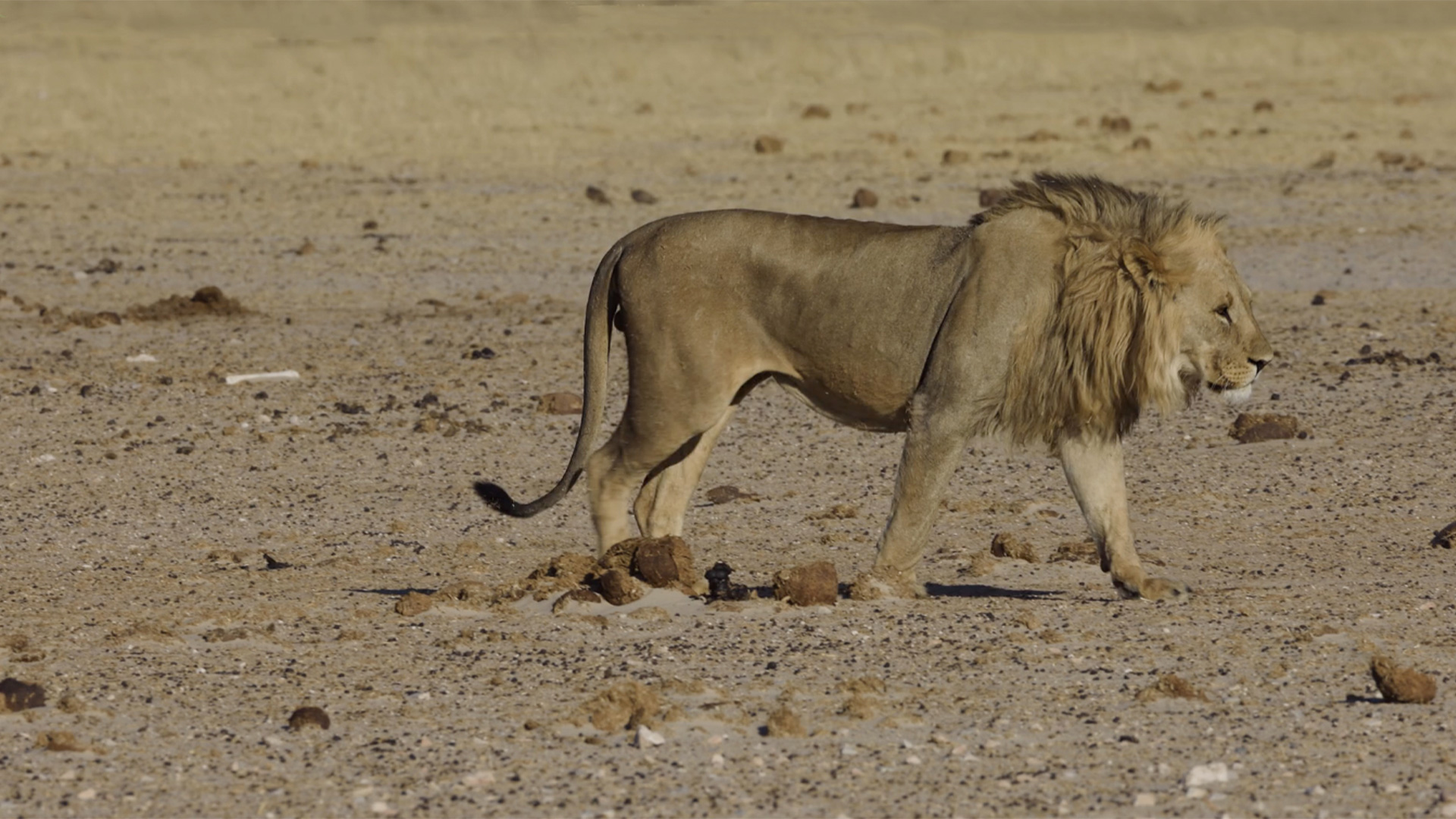 Namibia safari to see lions