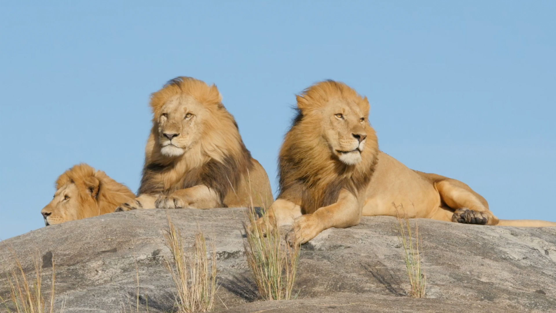 Serengeti safari lodges
