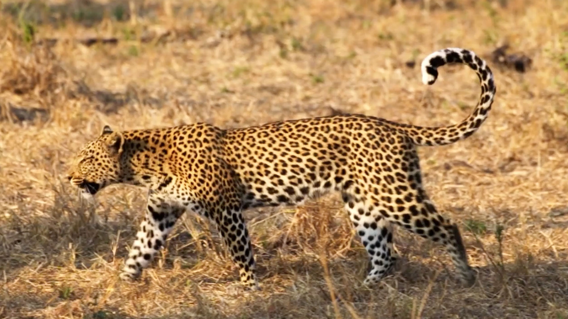 Leopard safari
