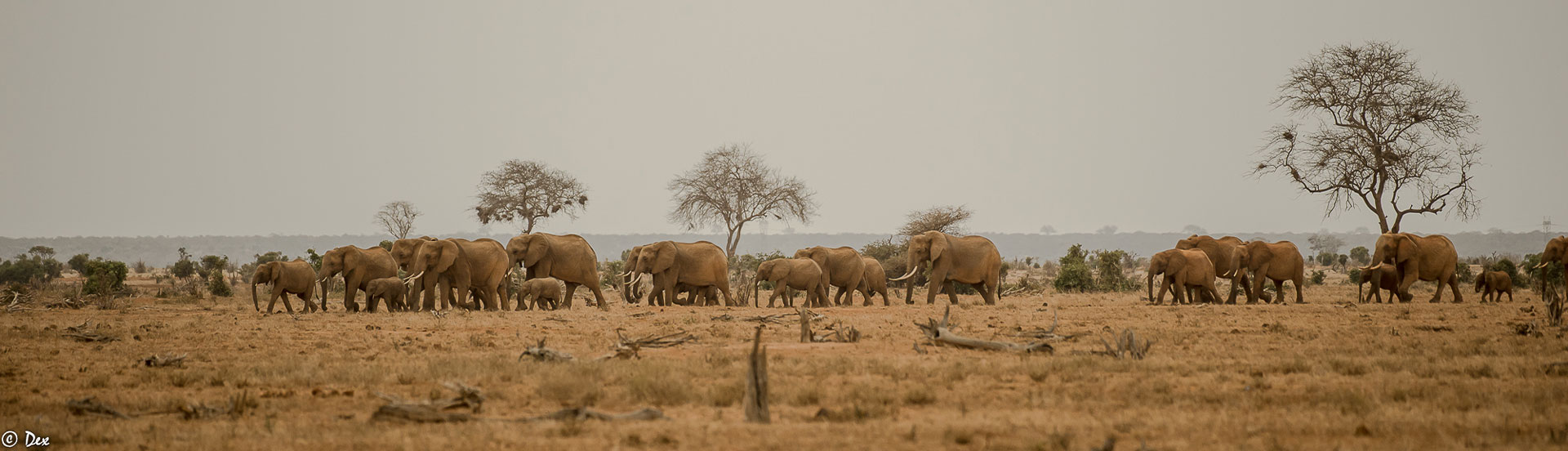 African safari
