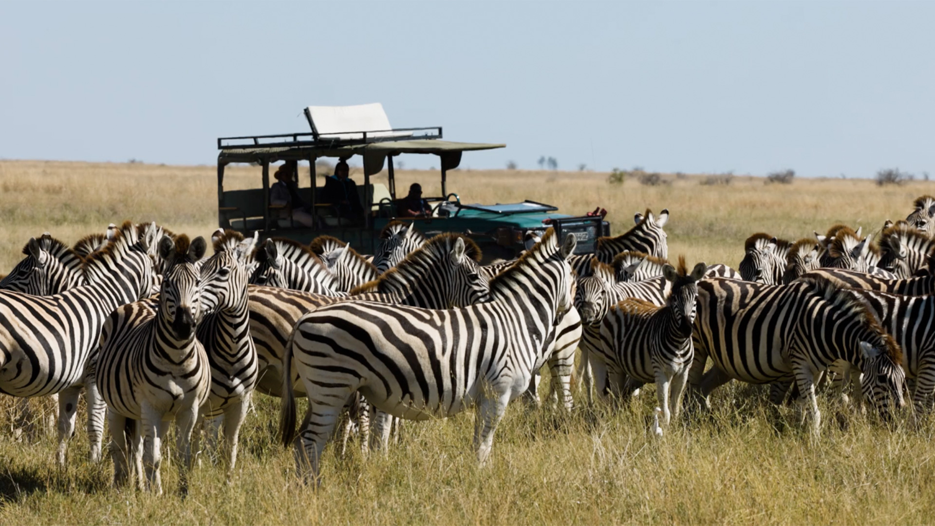 How much does a safari cost?