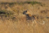 Rare spotless cheetah sighted in Kenya - Africa Geographic