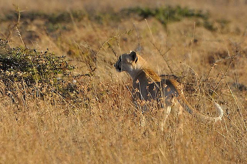 spotless cheetah