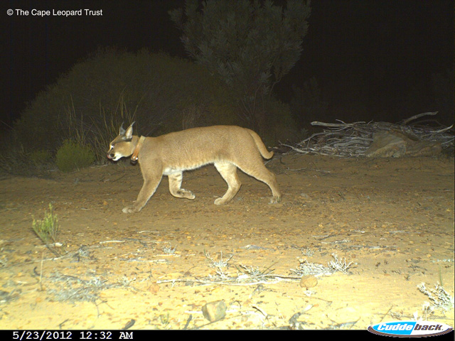 Caracals