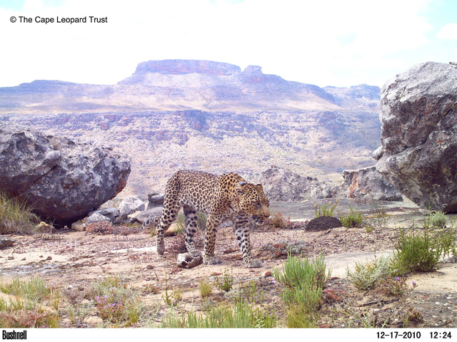 Caracals