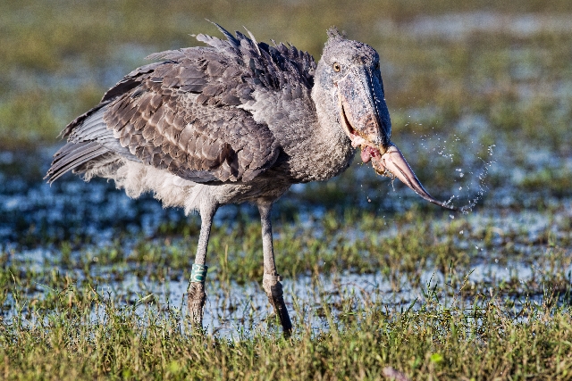 african shoebill facts