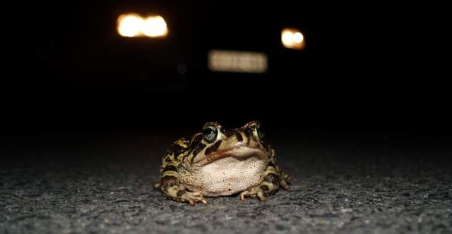 leopard toad