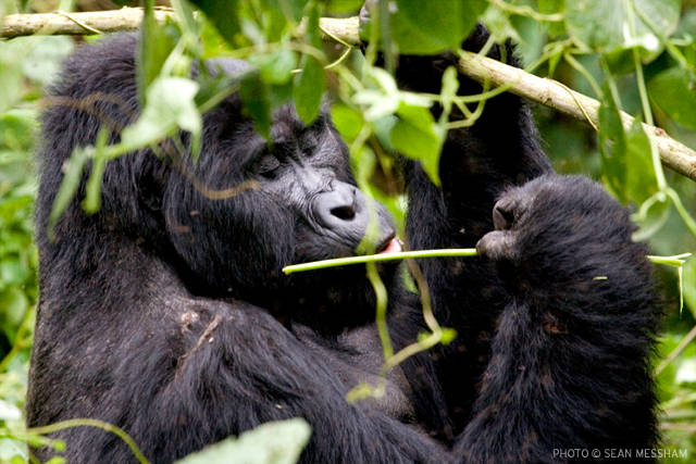 Mountain gorilla