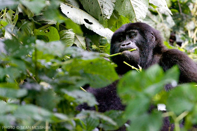 Mountain gorilla