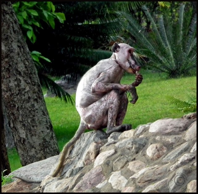 naked baboon