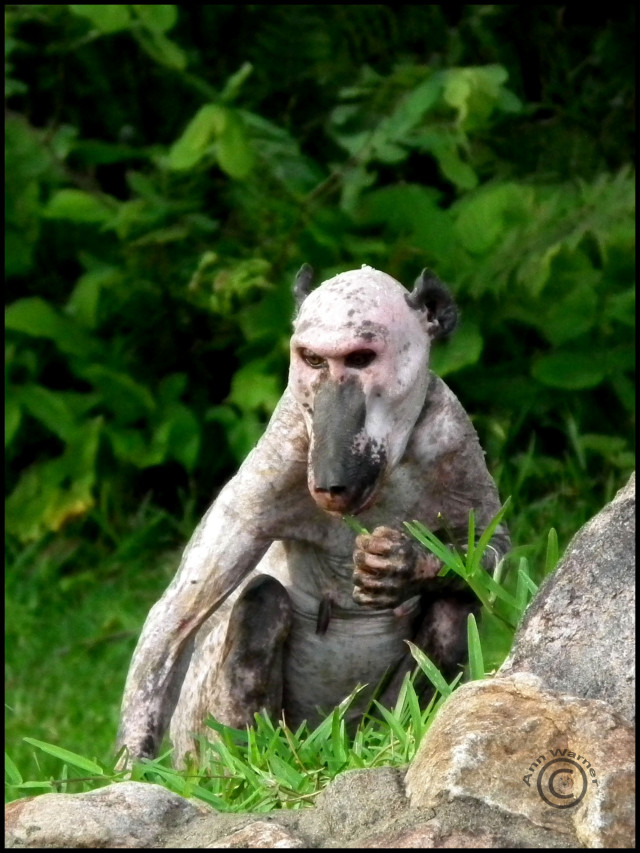 naked baboon