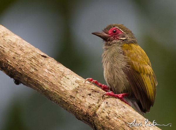 birds in Ghana