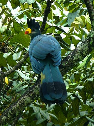 birds in Ghana