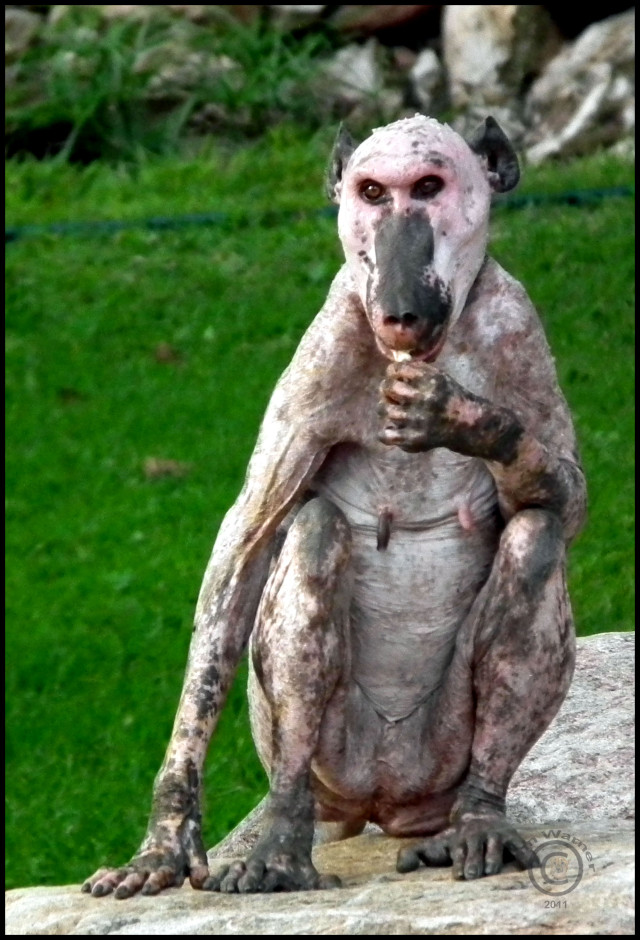 naked baboon