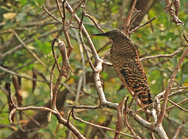 birds in Ghana