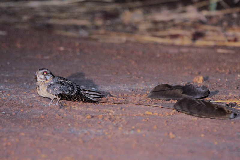 birds in Ghana