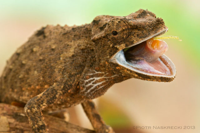 Gorongosa pygmy chameleon