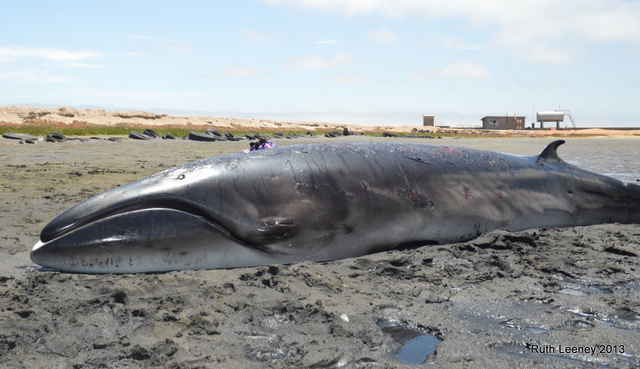 pygmy right whale