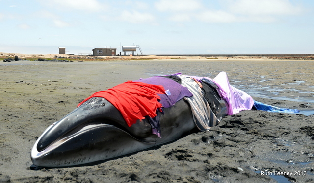 pygmy right whale