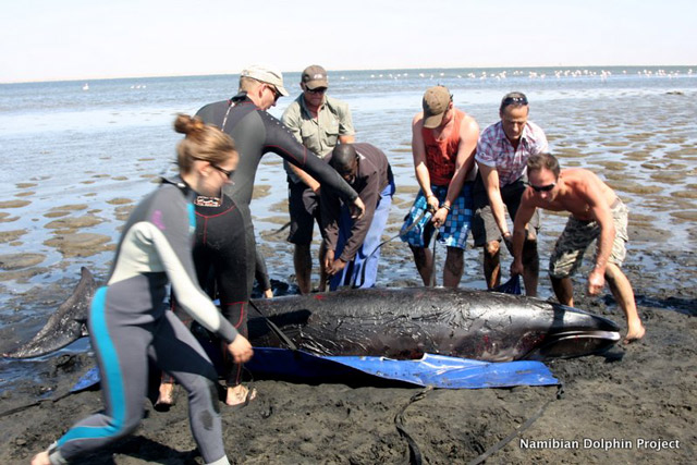 pygmy right whale