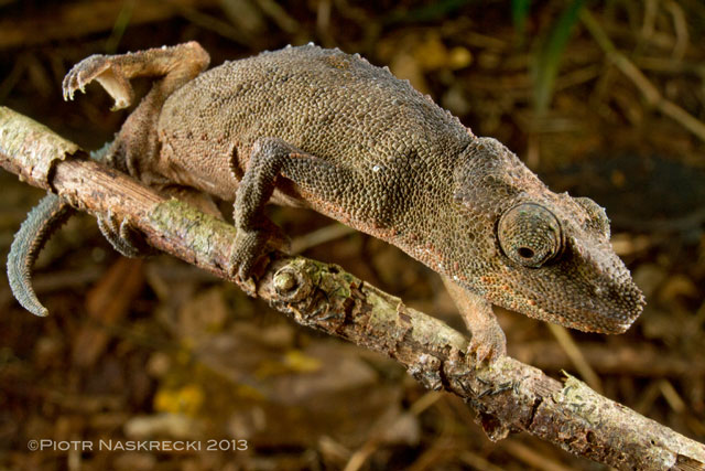 Gorongosa pygmy chameleon