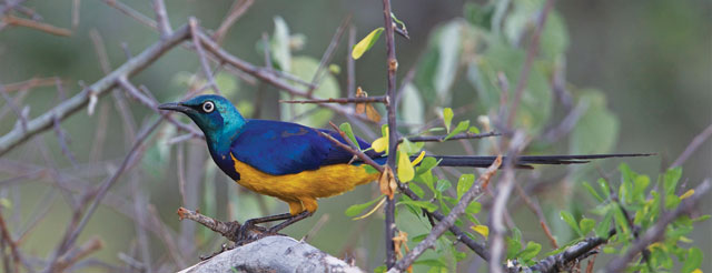 Birding Ethiopia