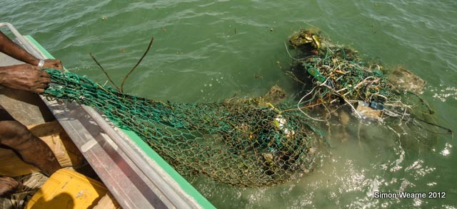 sawfish