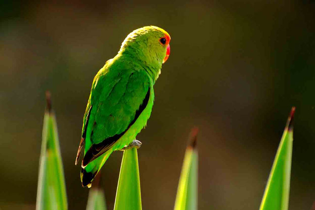 Birding Ethiopia