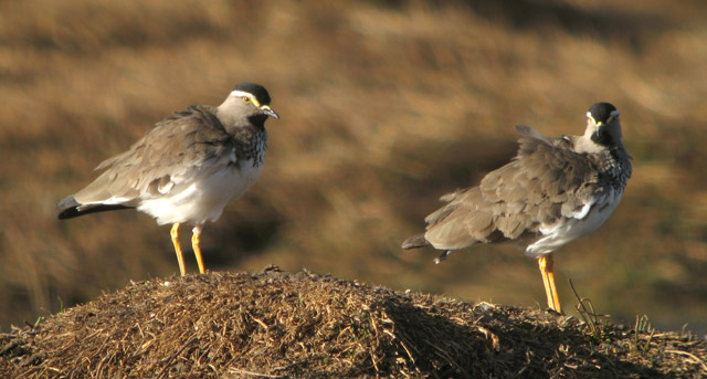 Birding Ethiopia