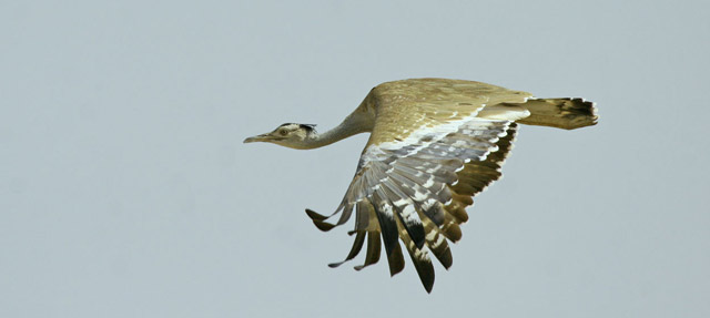 Birding Ethiopia