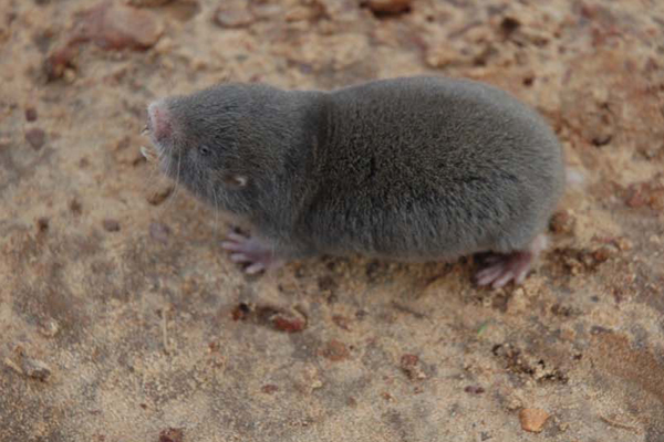 mole-rat