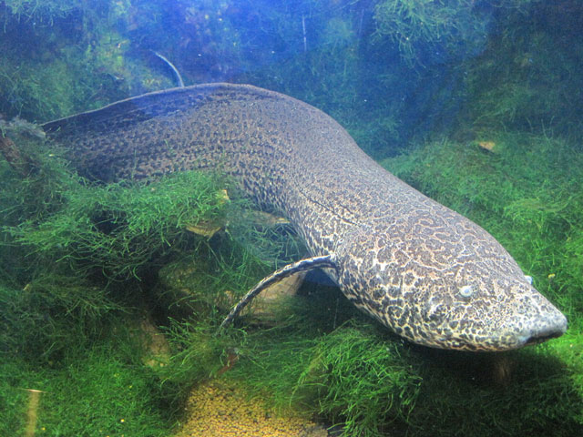 Lungfish in Uganda swamp