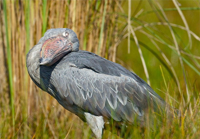 shoebill flying