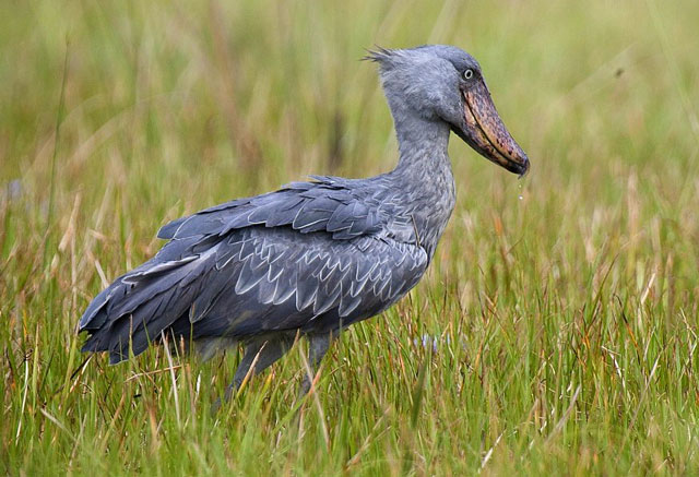 shoebill-mabamba-swamps - Africa Geographic