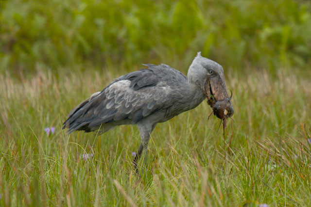 shoebill-with-prey-optimized - Africa Geographic