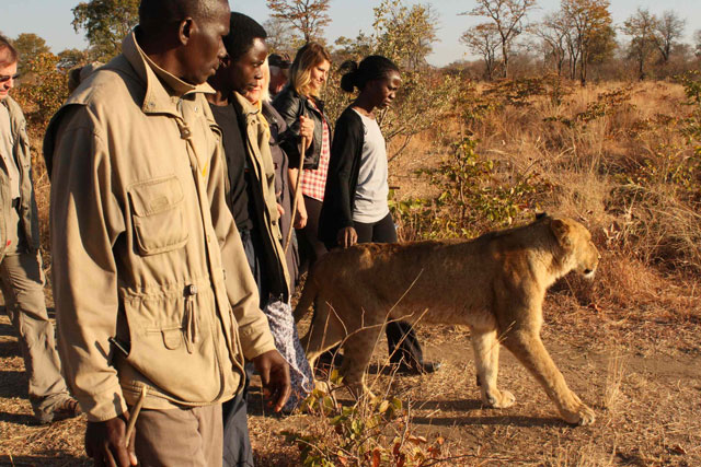 Walking with lions