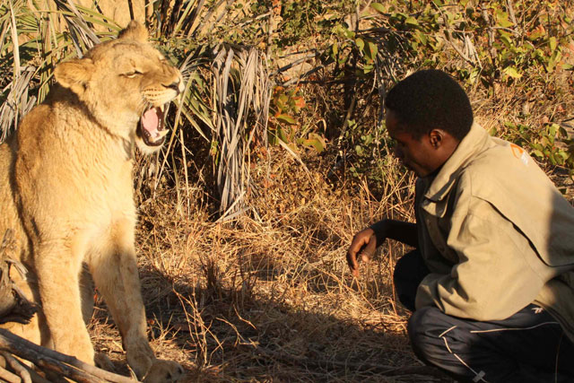 Walking with lions