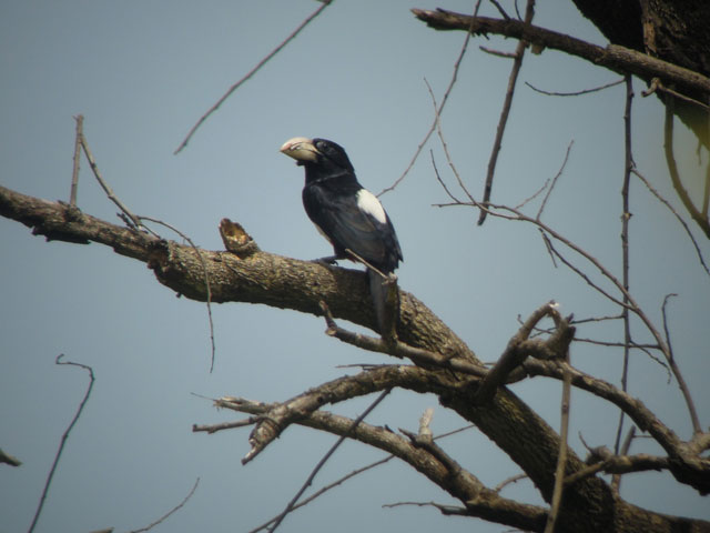 Uganda birds