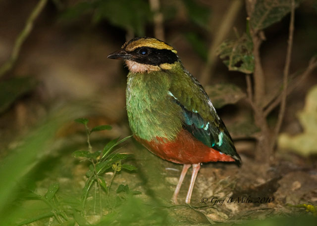 Uganda birds