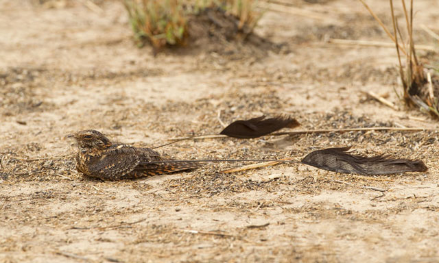 Uganda birds