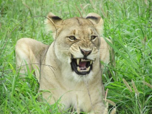 Lions Return To Isimangaliso In Memory Of Mandela - Africa Geographic