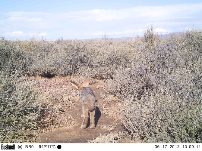 Riverine Rabbit