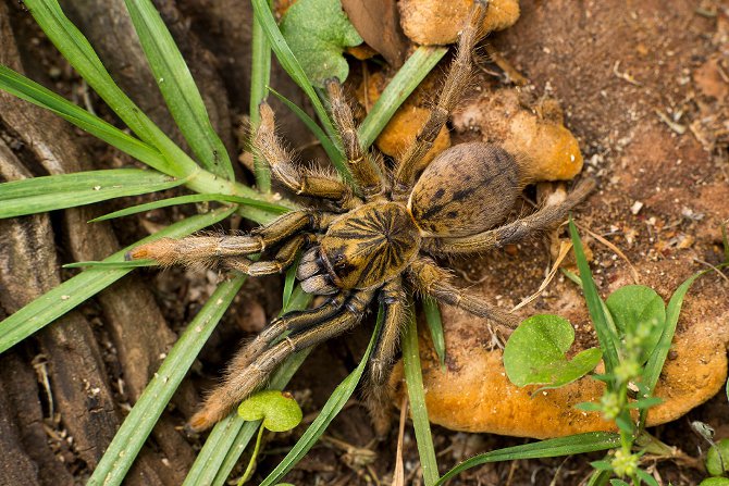 Baboon spiders