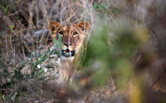 West Africa's Lions