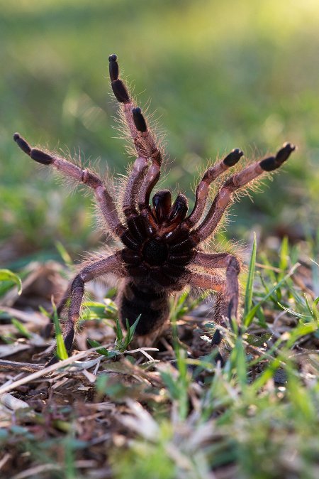 Baboon spiders