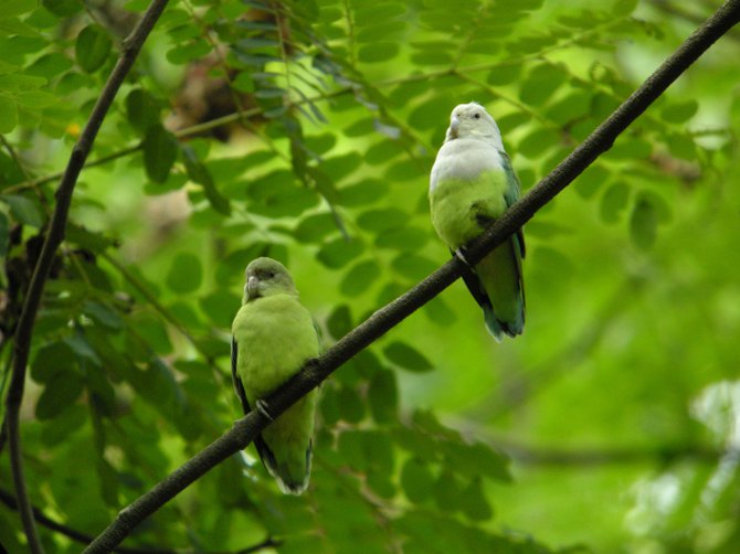 parrots