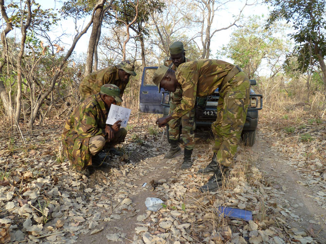 West Africa's Lions